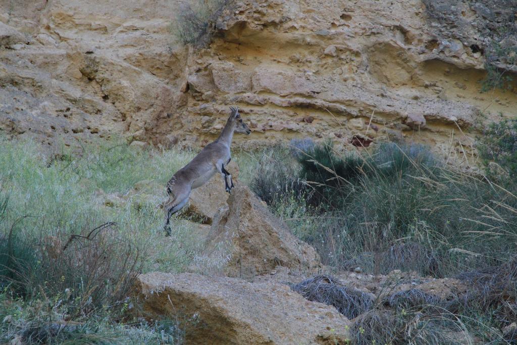 Alojamientos Rurales Cortijo Las Golondrinas Alhama de Murcia Kültér fotó