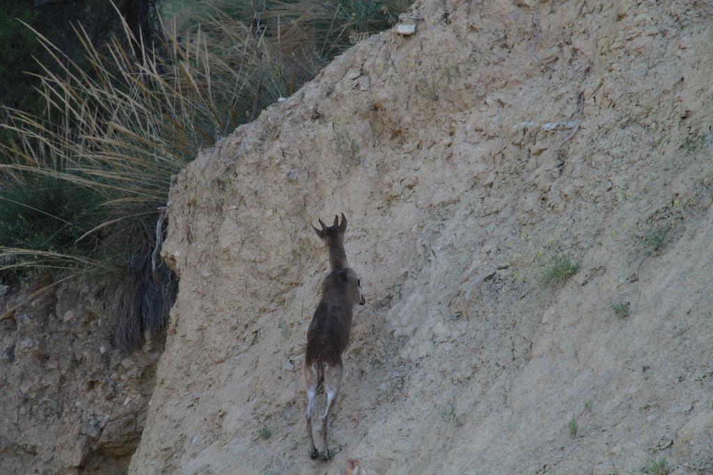 Alojamientos Rurales Cortijo Las Golondrinas Alhama de Murcia Kültér fotó