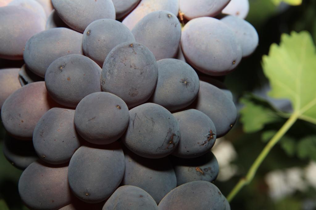 Alojamientos Rurales Cortijo Las Golondrinas Alhama de Murcia Kültér fotó